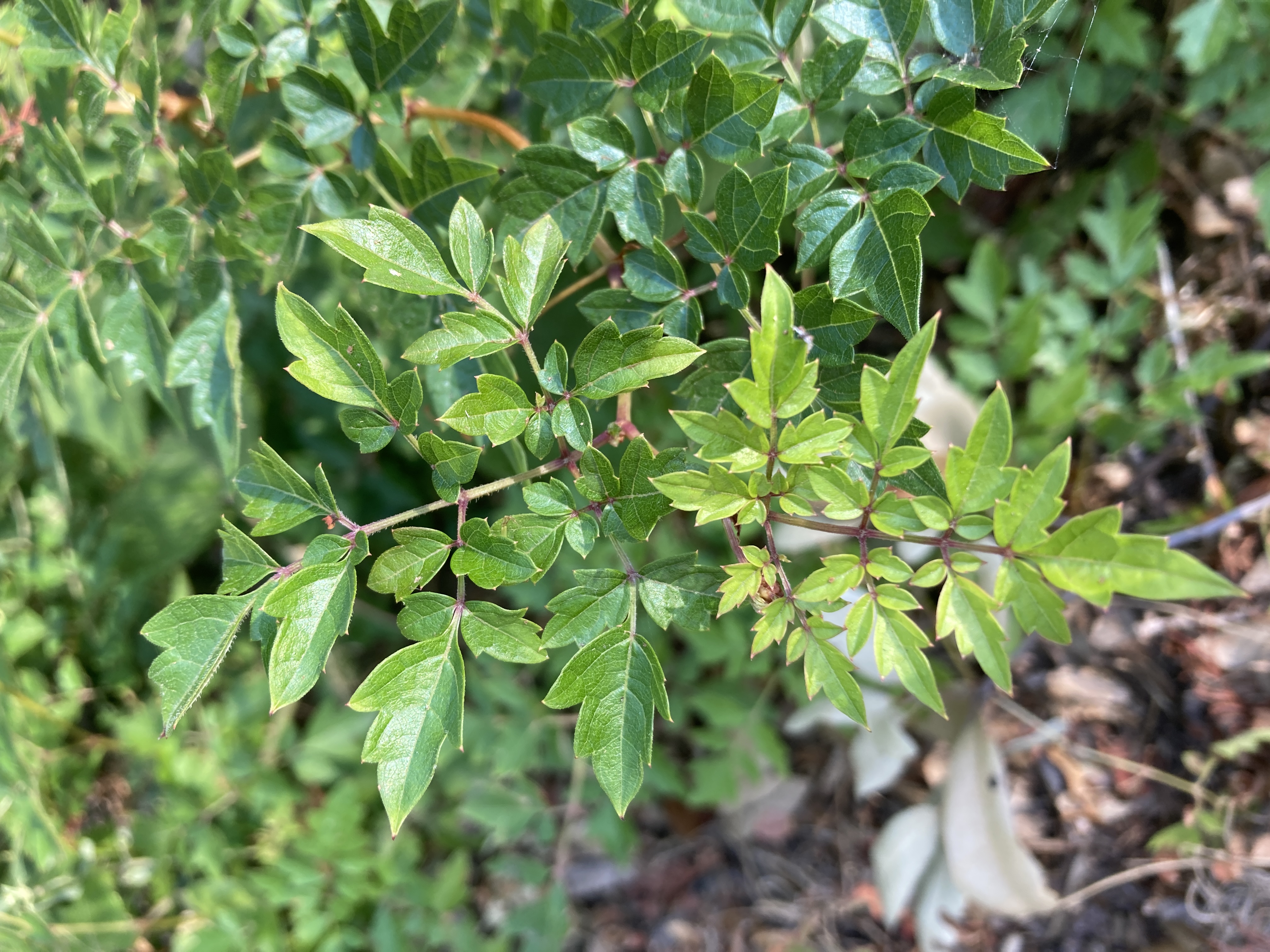 A close-up of peppervine leaves